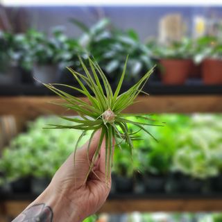 Tillandsia 'Cotton Candy'