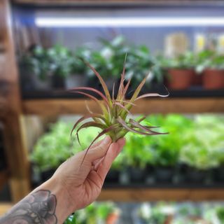 Tillandsia abdita red L