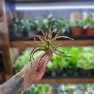 Tillandsia abdita red L