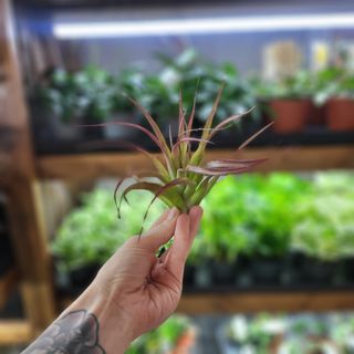 Tillandsia abdita red L
