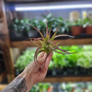 Tillandsia abdita red L