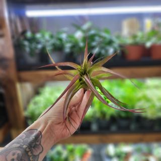 Tillandsia abdita red L