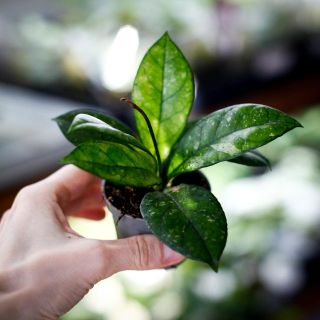 Hoya callistophylla 'Sabah' 6 cm