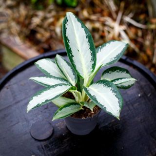 Aglaonema 'Silver Blue' 12 cm
