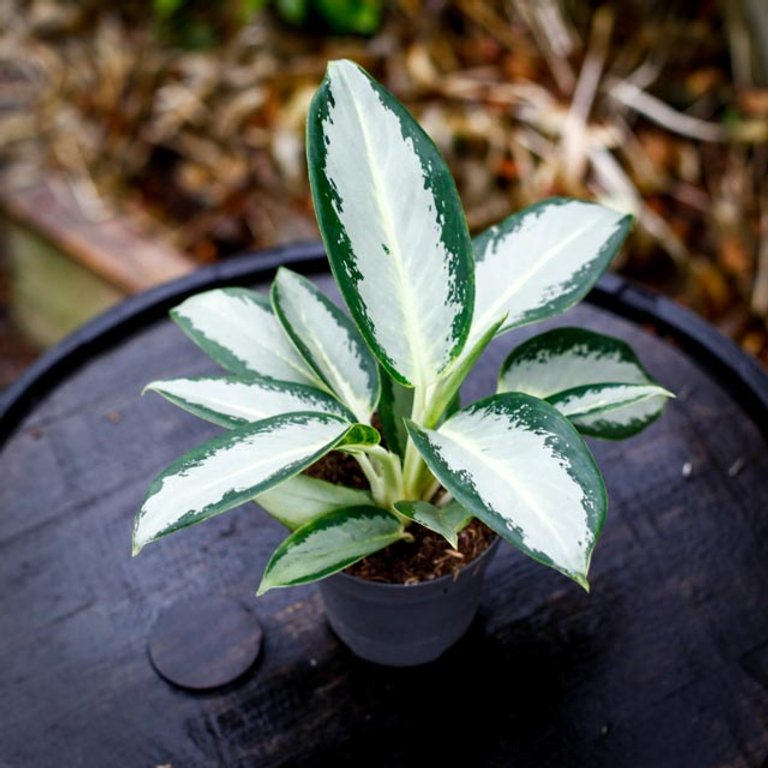 Aglaonema 'Silver Blue' 12 cm KAMPANJ