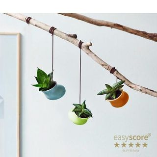 Sansevieria i hängande kruka