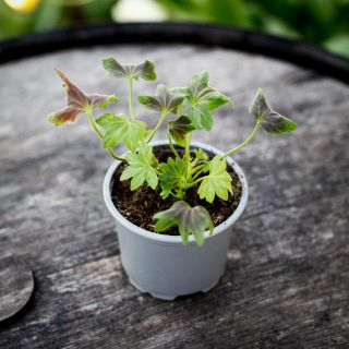 Pelargonium 'Asarnas Oden' 8 cm