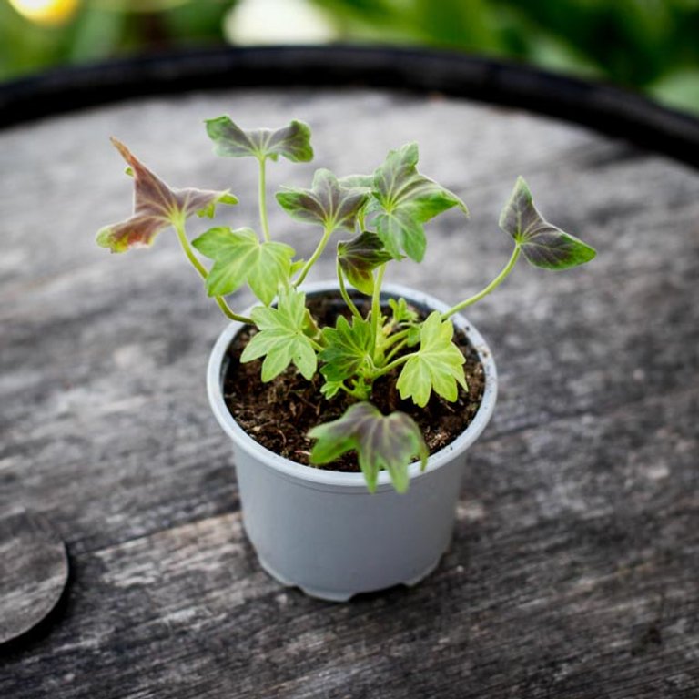 Pelargonium 'Asarnas Oden' 8 cm