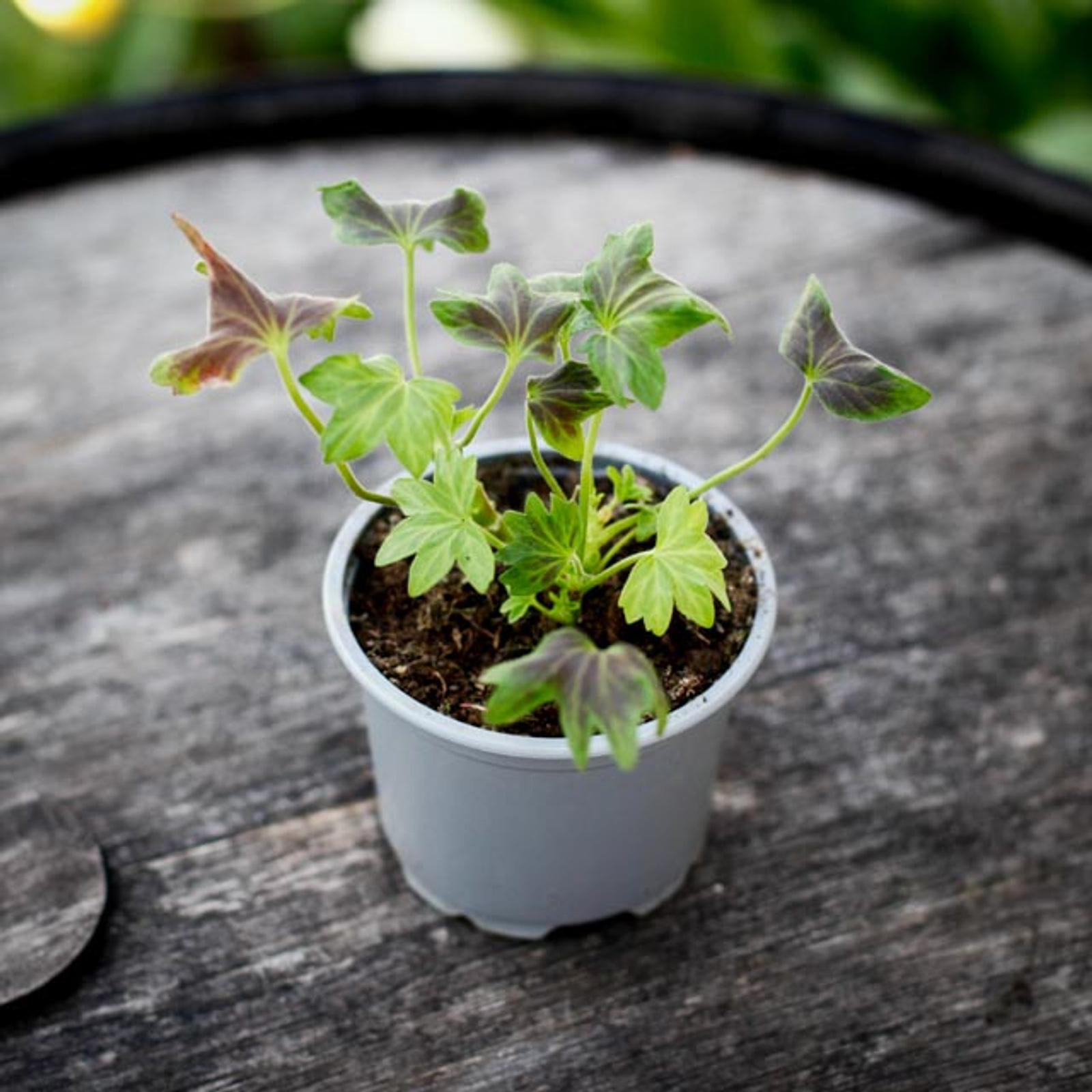 Pelargonium Asarnas Oden med orangeröda stjärnblommor och mörkt bladverk