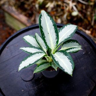 Aglaonema 'Silver Blue' 12 cm