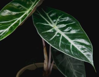 Alocasia 'Pink Dragon' 16 cm