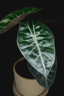 Alocasia 'Pink Dragon' 16 cm