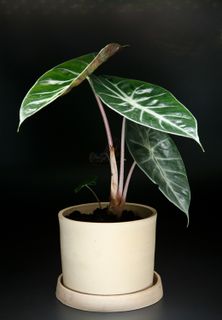 Alocasia 'Pink Dragon' 16 cm