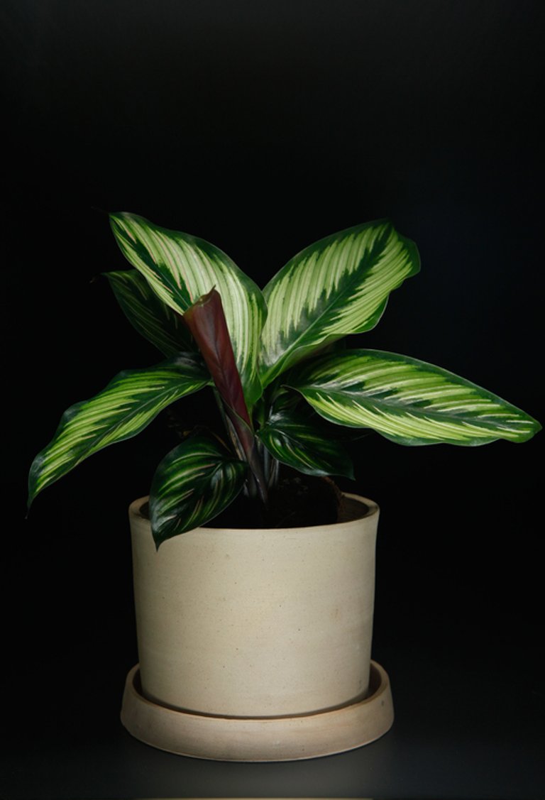 Calathea 'Beauty Star' 12 cm