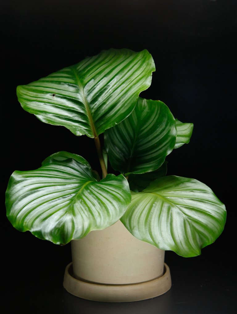 Calathea 'Orbifolia' 12 cm