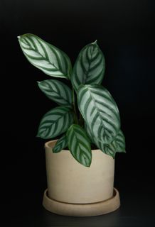 Ctenanthe setosa