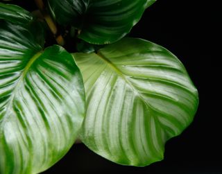 Calathea 'Orbifolia'