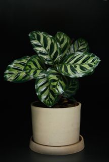 Calathea makoyana 12 cm