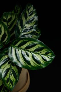 Calathea makoyana 12 cm
