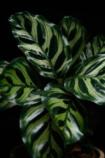 Calathea makoyana 12 cm