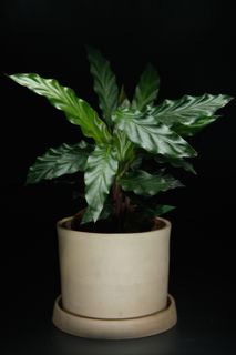 Calathea 'Rufibarba'