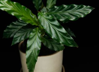 Calathea 'Rufibarba'