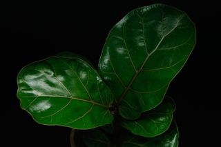 Ficus lyrata - Fiolfikus 12 cm