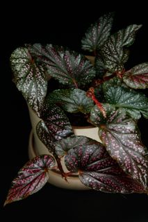 Begonia 'Pink Begino' 14 cm