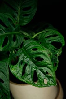 Monstera 'Monkey Mask' 12 cm