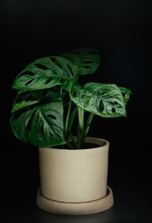 Monstera 'Monkey Mask' 12 cm