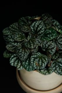 Peperomia 'Burbella'