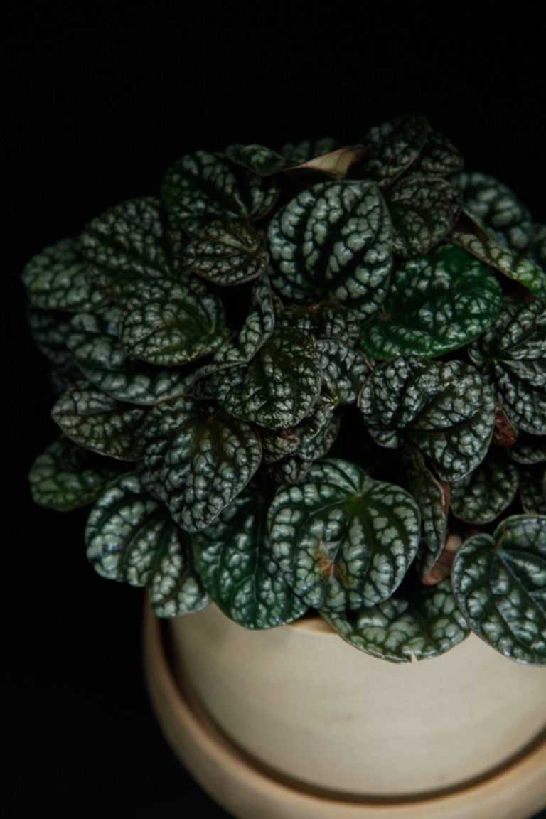 Peperomia 'Burbella' 12 cm