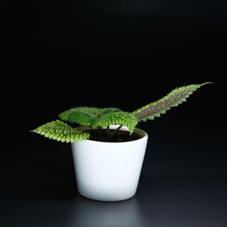 Pilea 'Moon Valley'