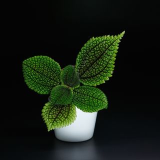 Pilea 'Moon Valley'