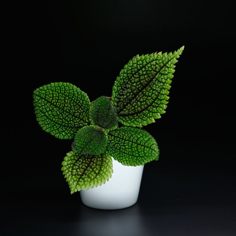 Pilea 'Moon Valley' 6 cm