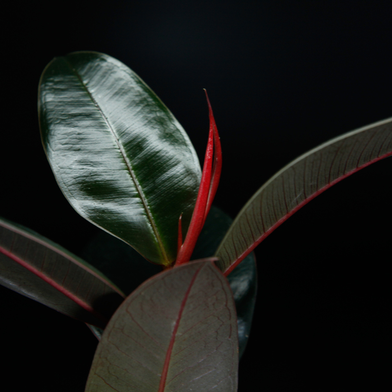 Närbild på friska blad hos Ficus Burgundy