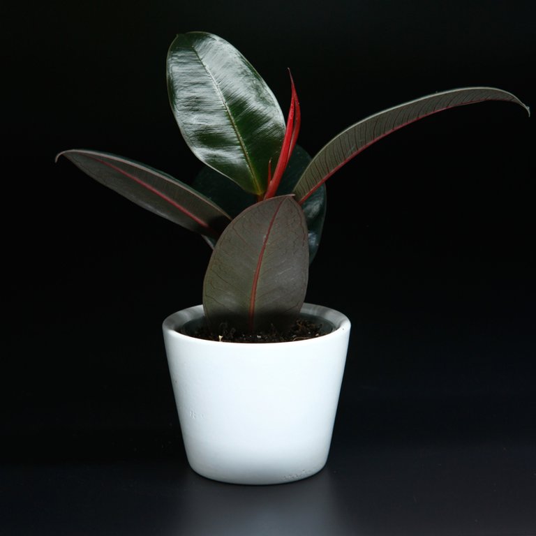 Ficus 'Burgundy' 6 cm