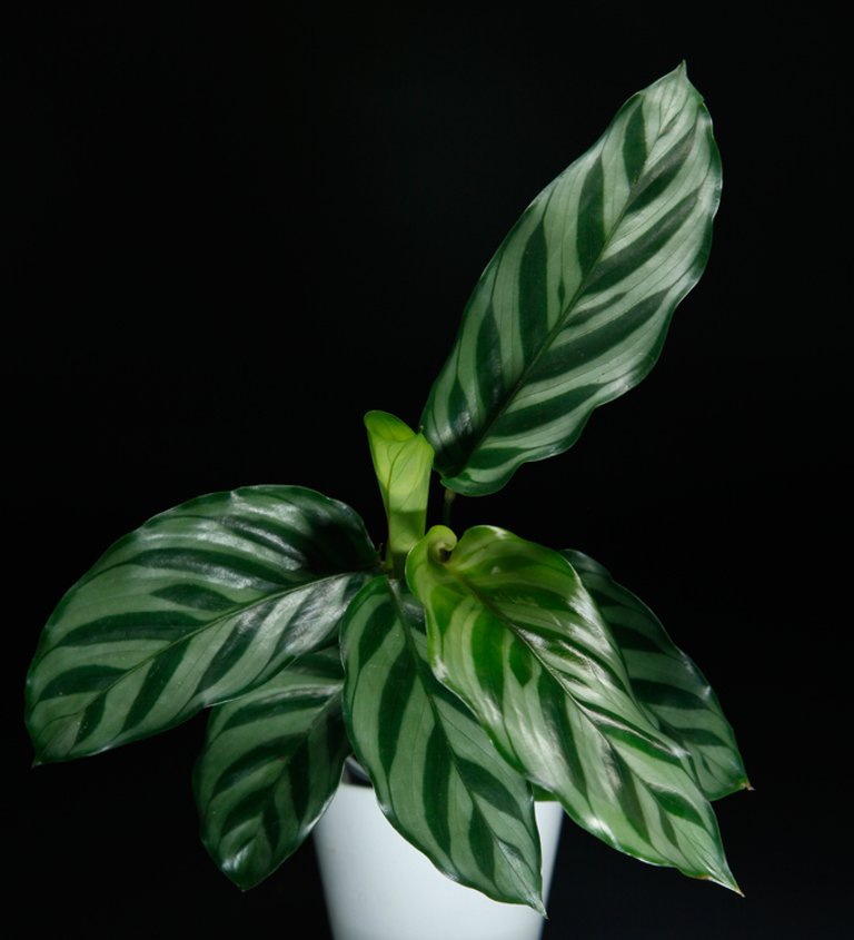 Calathea 'Freddie' 6 cm