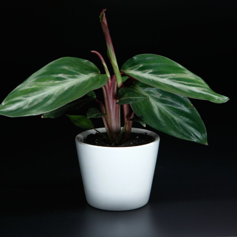 Calathea 'Triostar' 6 cm