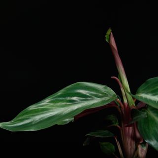 Calathea 'Triostar'