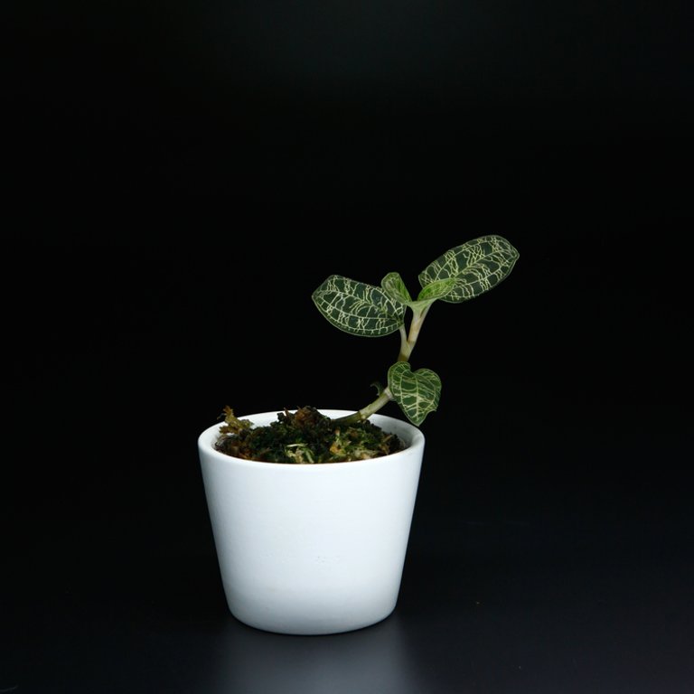 Macodes petola 6 cm