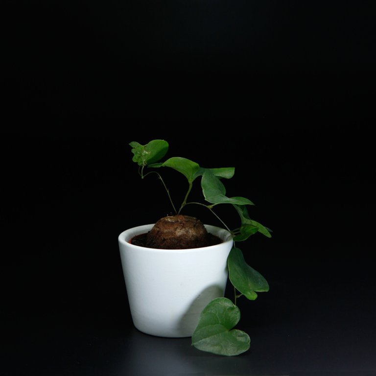Dioscorea elephantipes 6 cm