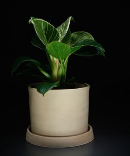 Philodendron birkin 10 cm
