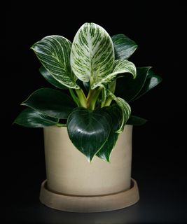 Philodendron birkin 10 cm
