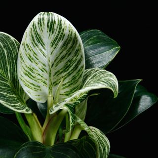 Philodendron birkin 10 cm