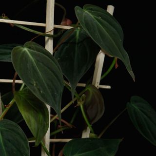 Philodendron micans på spalje