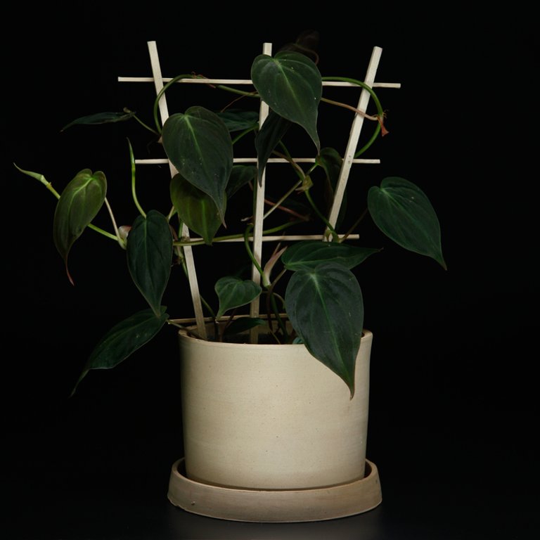Philodendron micans på spaljé 12 cm