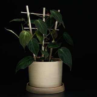 Philodendron micans på spalje