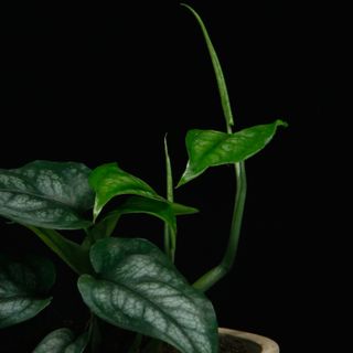 Monstera siltepecana 12 cm RÄDDA MIG!