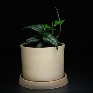 Monstera siltepecana 12 cm RÄDDA MIG!